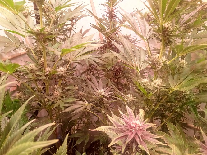 Growreport Bild 39