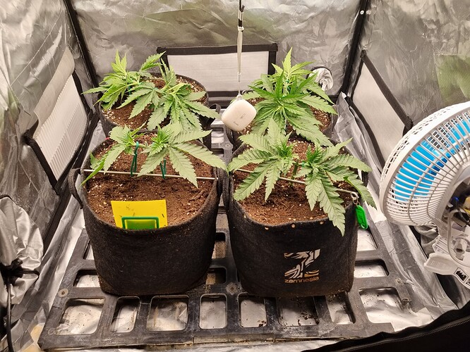 Growreport Bild 6