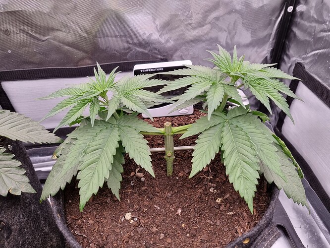 Growreport Bild 33