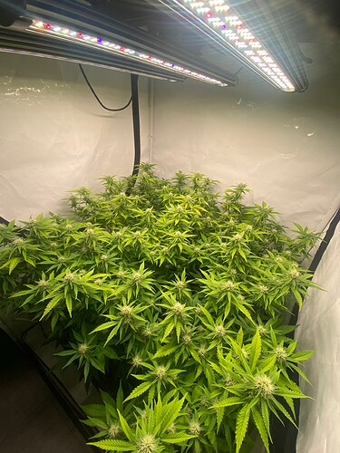 Growreport Bild 1