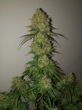 Growreport Bild 30