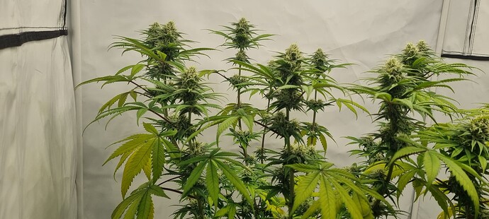 Growreport Bild 6