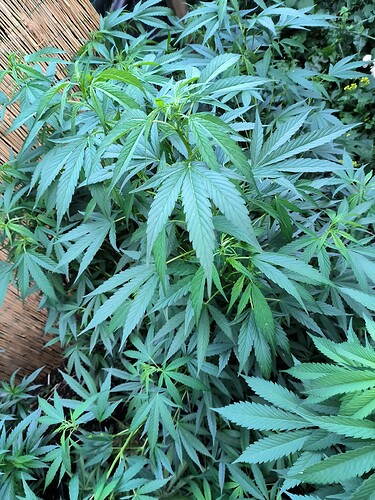 Growreport Bild 10