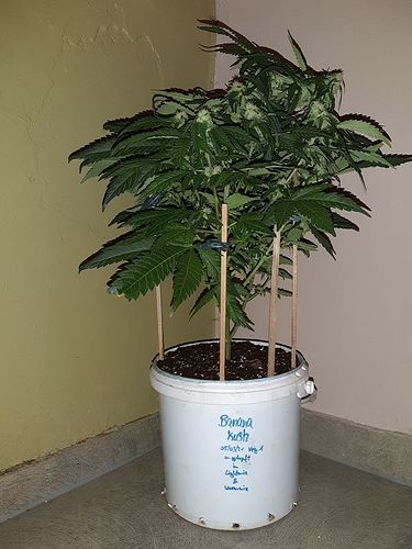 Growreport Bild 1