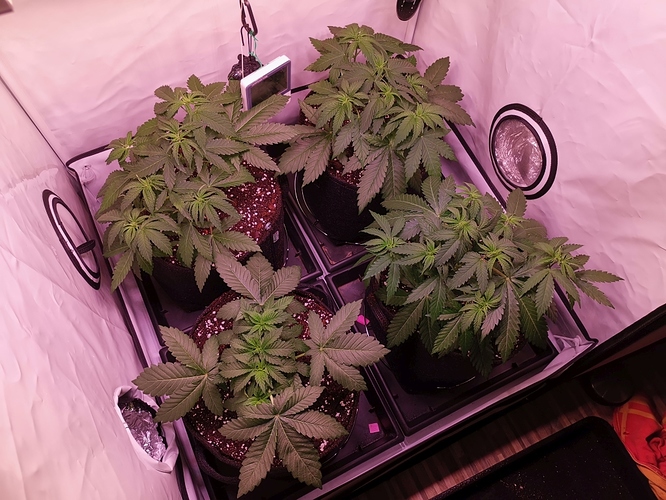 Growreport Bild 6