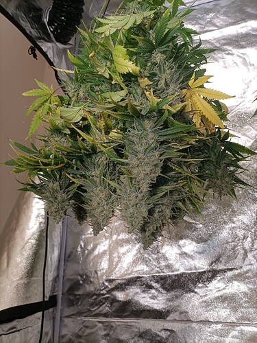 Growreport Bild 3