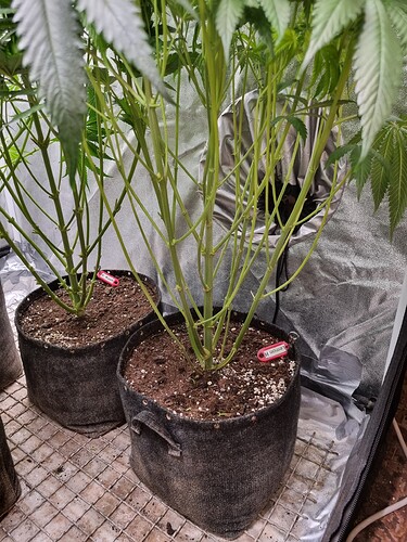 Growreport Bild 36