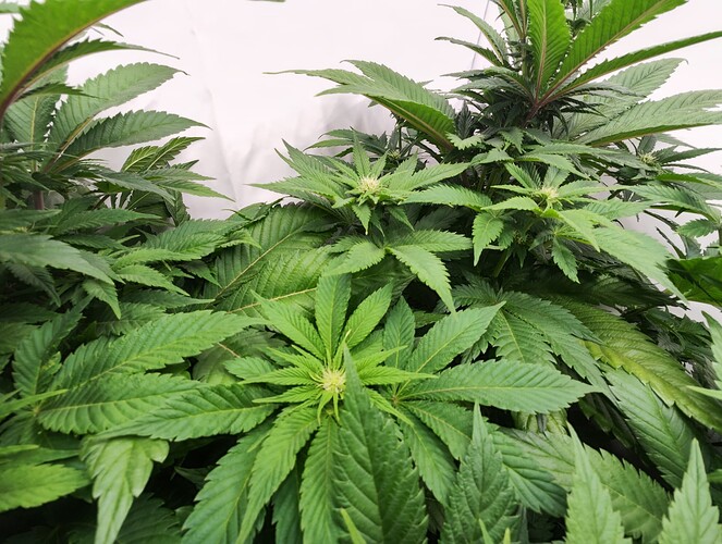 Growreport Bild 16