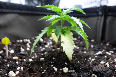 Ein junger Cannabis-Sämling mit hellgrünen Blättern und einigen gelblichen unteren Blättern, der in dunkler Erde mit Perlit wächst.