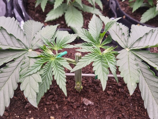 Growreport Bild 18