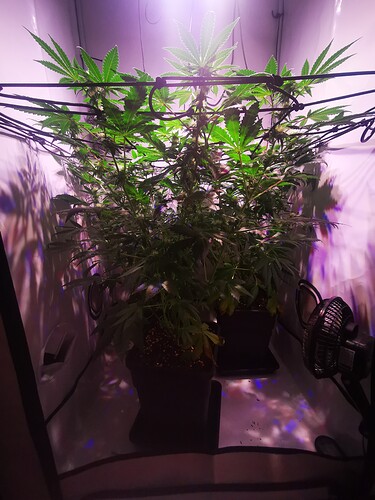 Growreport Bild 3