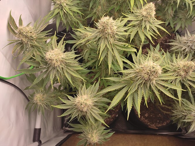 Growreport Bild 16