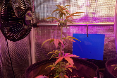 Growreport Bild 62