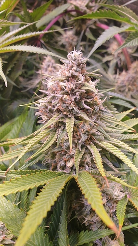 Growreport Bild 2