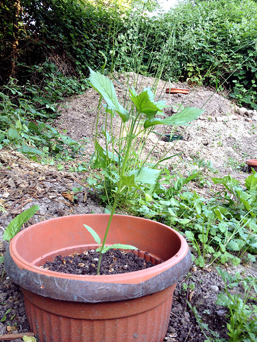 Growreport Bild 13