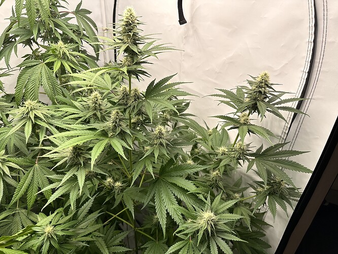 Growreport Bild 1