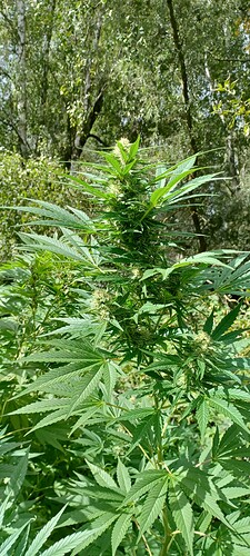 Growreport Bild 8