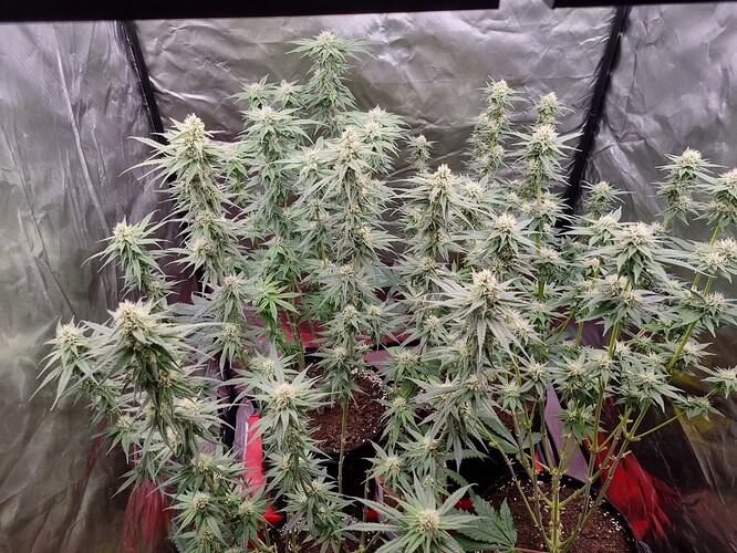 Growreport Bild 10