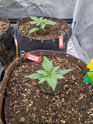 Growreport Bild 58