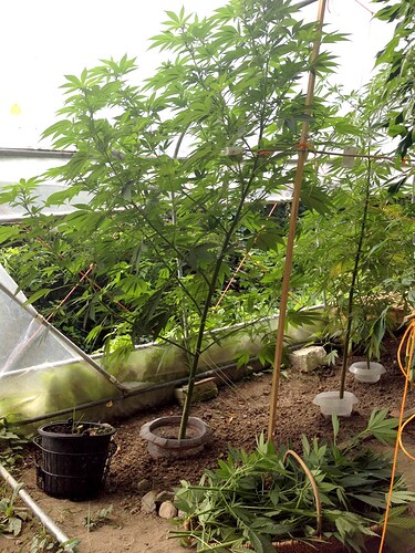 Growreport Bild 6