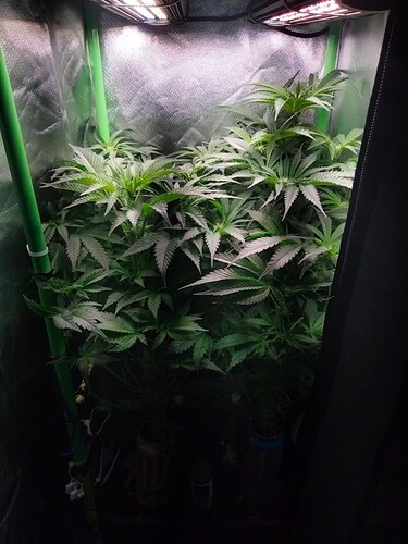 Growreport Bild 4