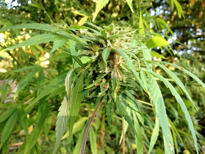 Growreport Bild 22