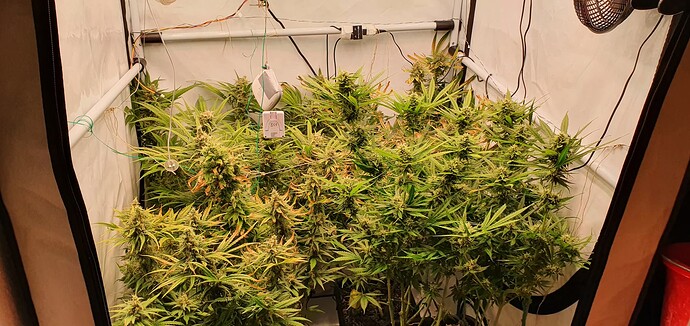 Growreport Bild 1