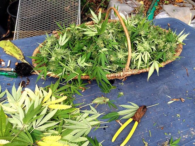 Growreport Bild 26