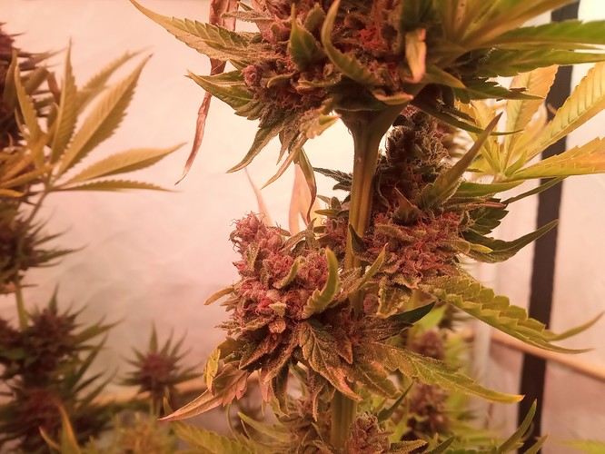 Growreport Bild 20