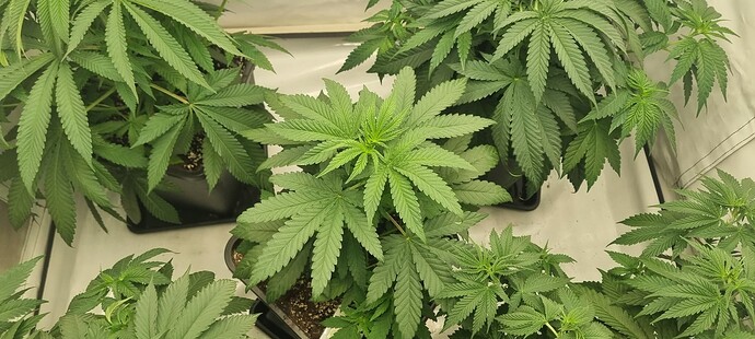 Growreport Bild 5