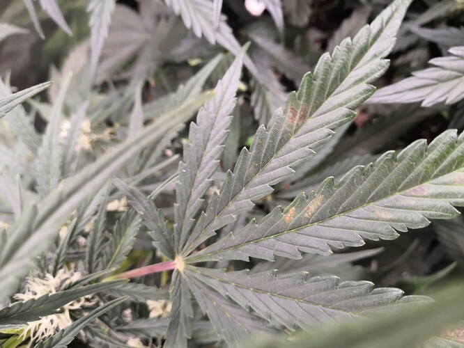 IMG_20221116_084044_copy_2304x1728