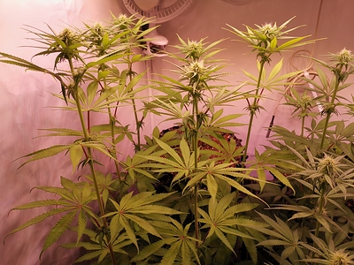 Growreport Bild 4