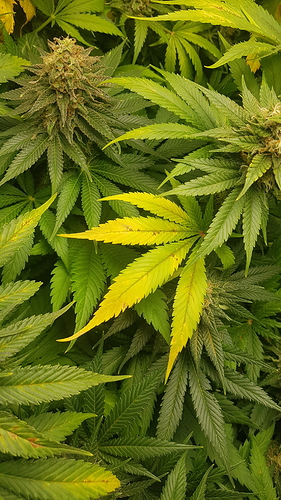 Growreport Bild 11