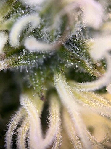 Growreport Bild 6