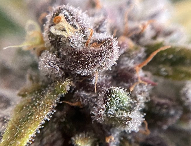 Growreport Bild 23