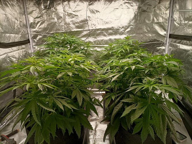 Growreport Bild 2