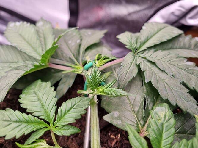 Growreport Bild 13