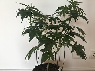 Growreport Bild 2
