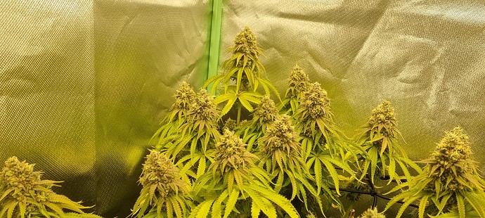 Growreport Bild 25