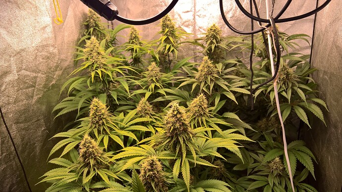 Growreport Bild 1