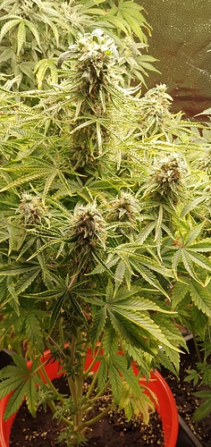 Growreport Bild 3