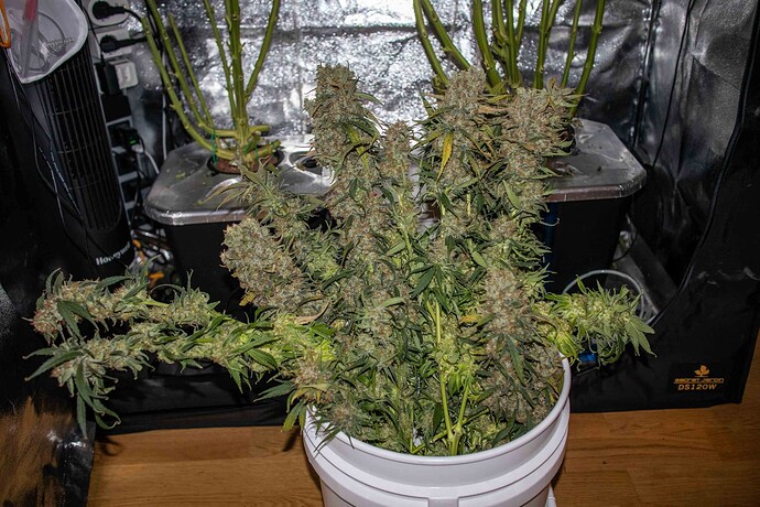 Growreport Bild 33