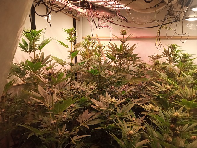 Growreport Bild 54