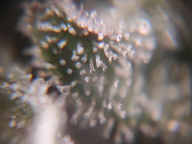 Growreport Bild 8