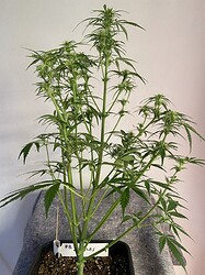 IMG_0746