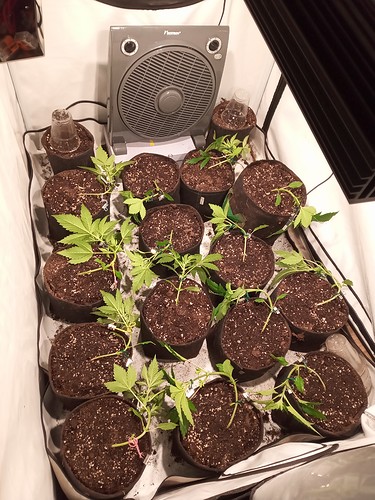Growreport Bild 14
