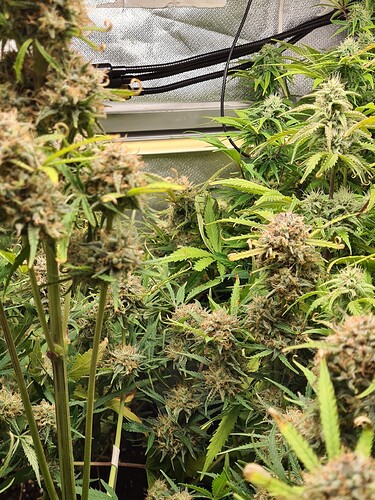 1645132170135419999145555252556