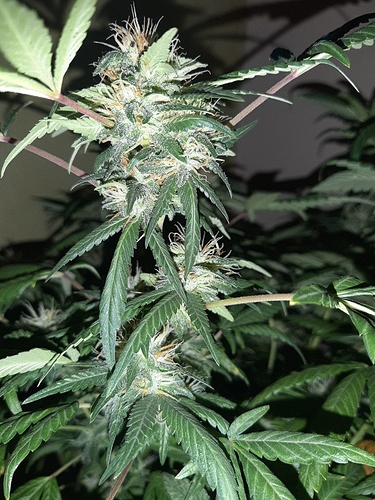 Growreport Bild 6