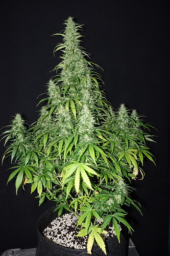 Growreport Bild 6