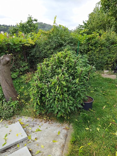 Growreport Bild 9